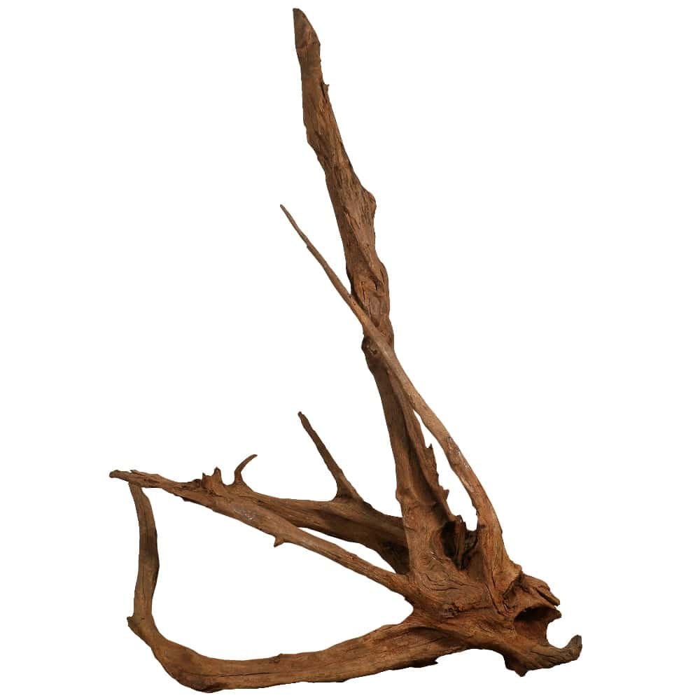 Malaysian Driftwood Super