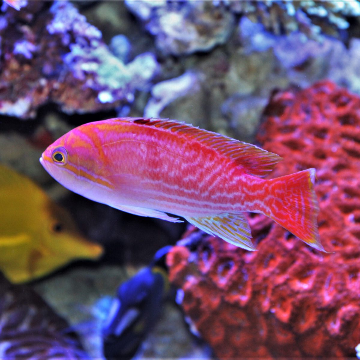 Bimaculatus Anthias swimming