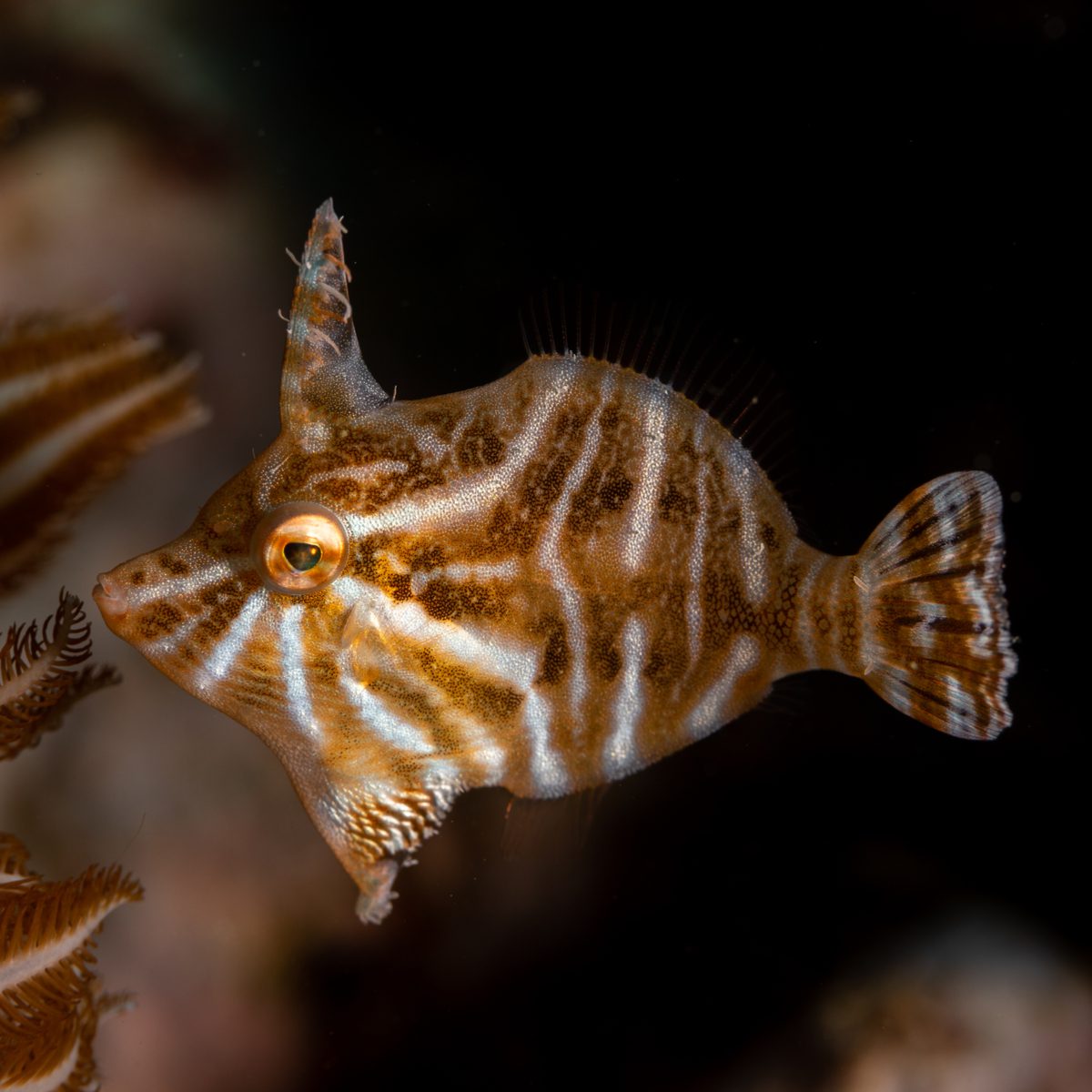 Fliefish