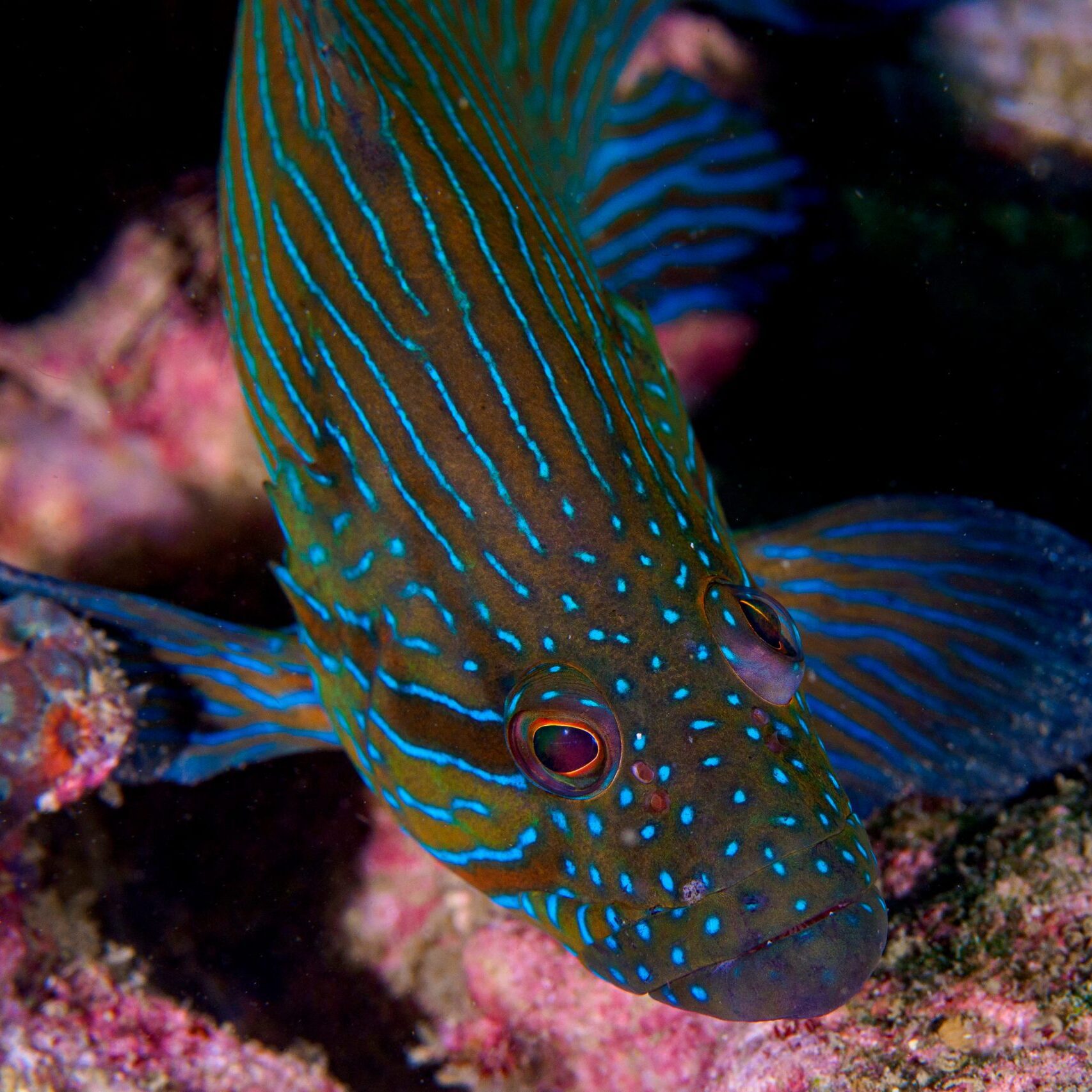 Groupers