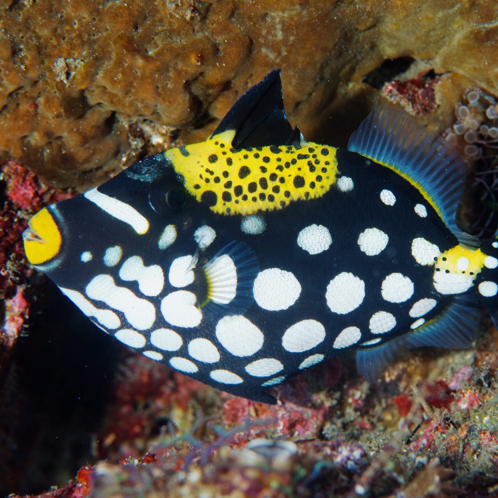 Triggerfish