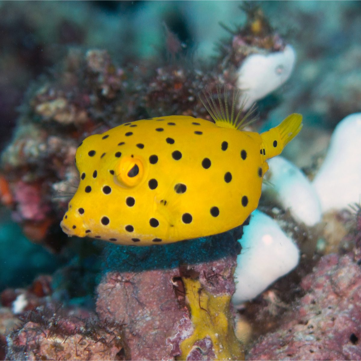 Boxfish