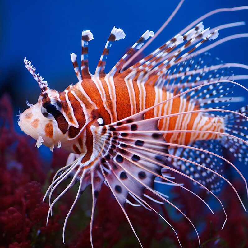 Lionfish