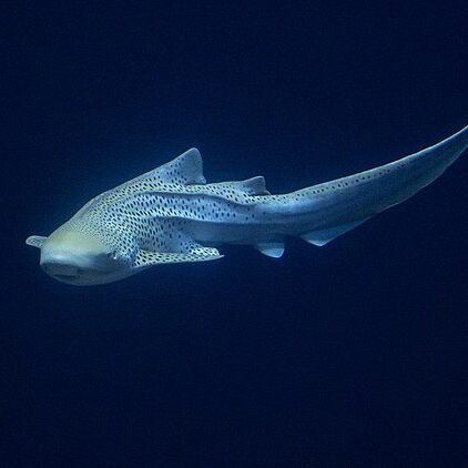 Sharks