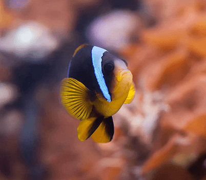 Clownfish