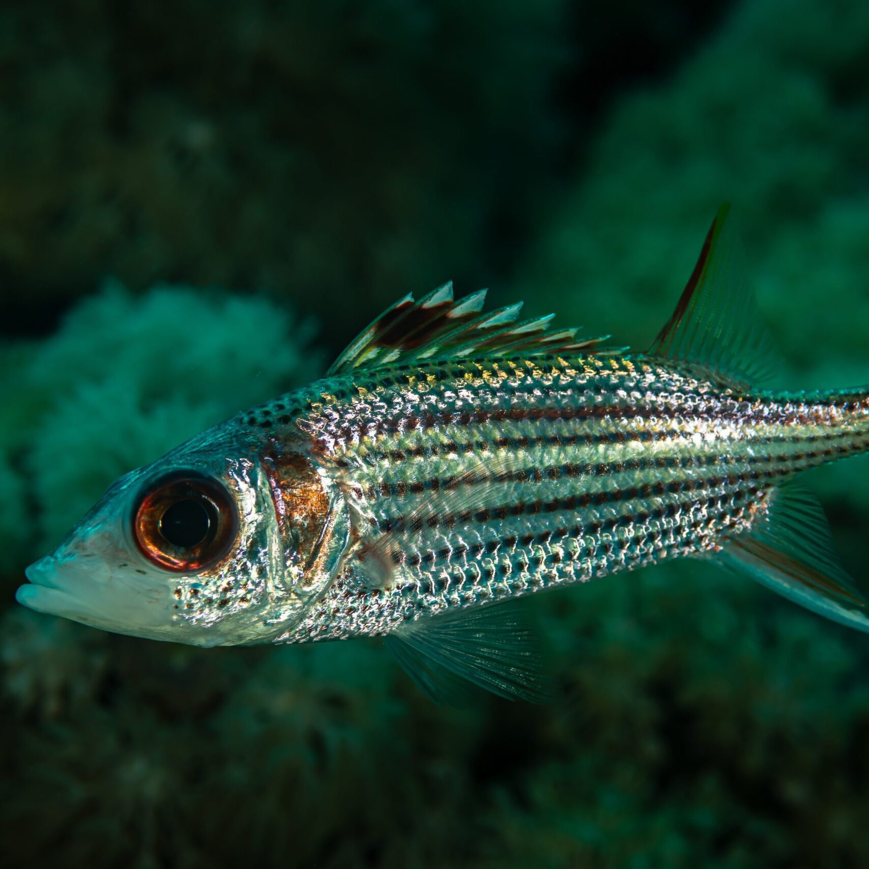 Squirrelfish