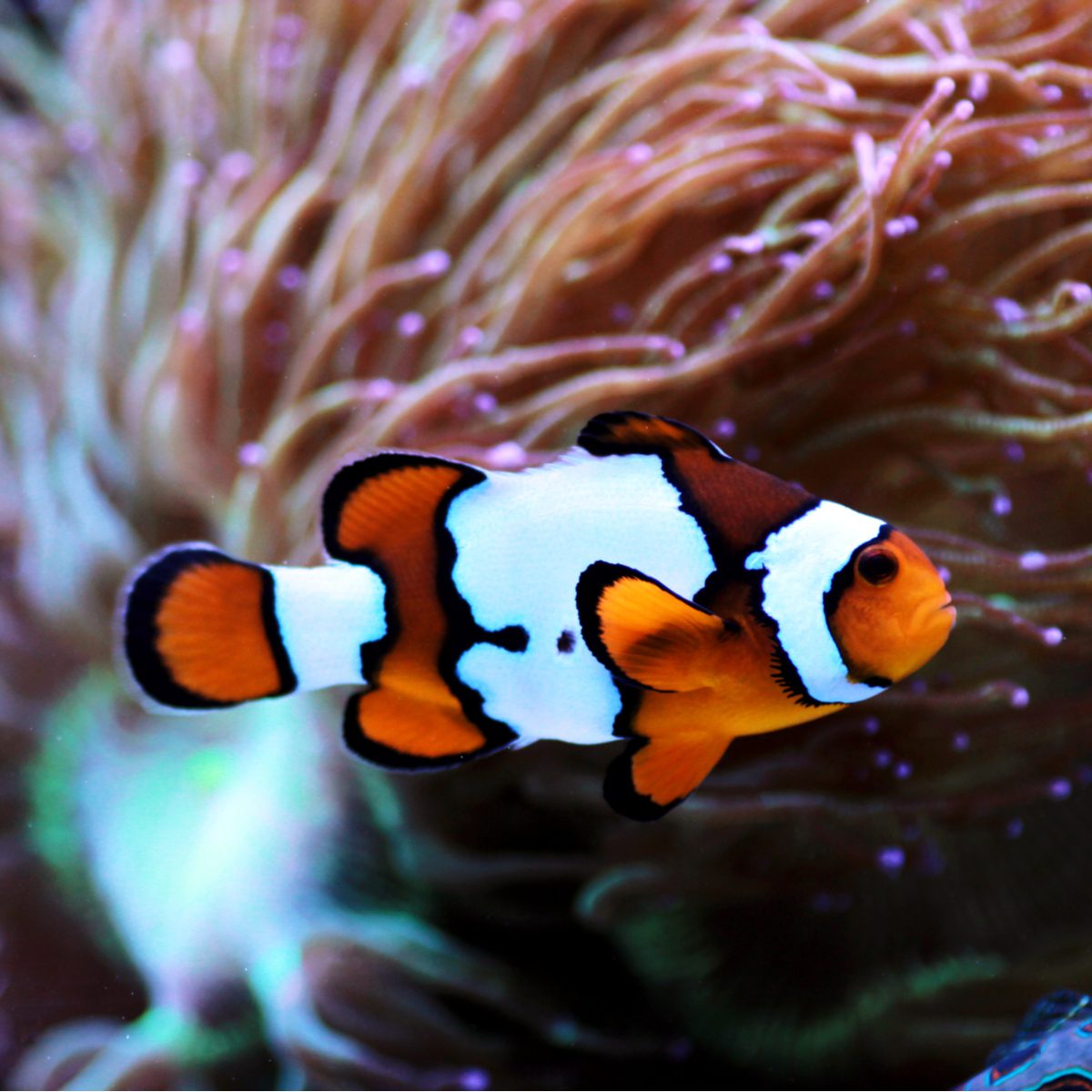 Snow Onyx Clownfish swimming