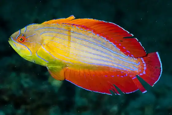 Eight Line Flasher Wrasse; Red Sea - Paracheilinus octotaenia