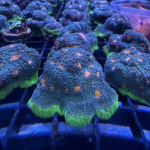 My Miami Chalice Coral