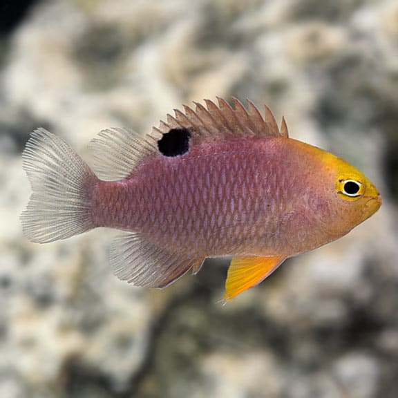 Talbot Damsel - Chrysiptera talboti