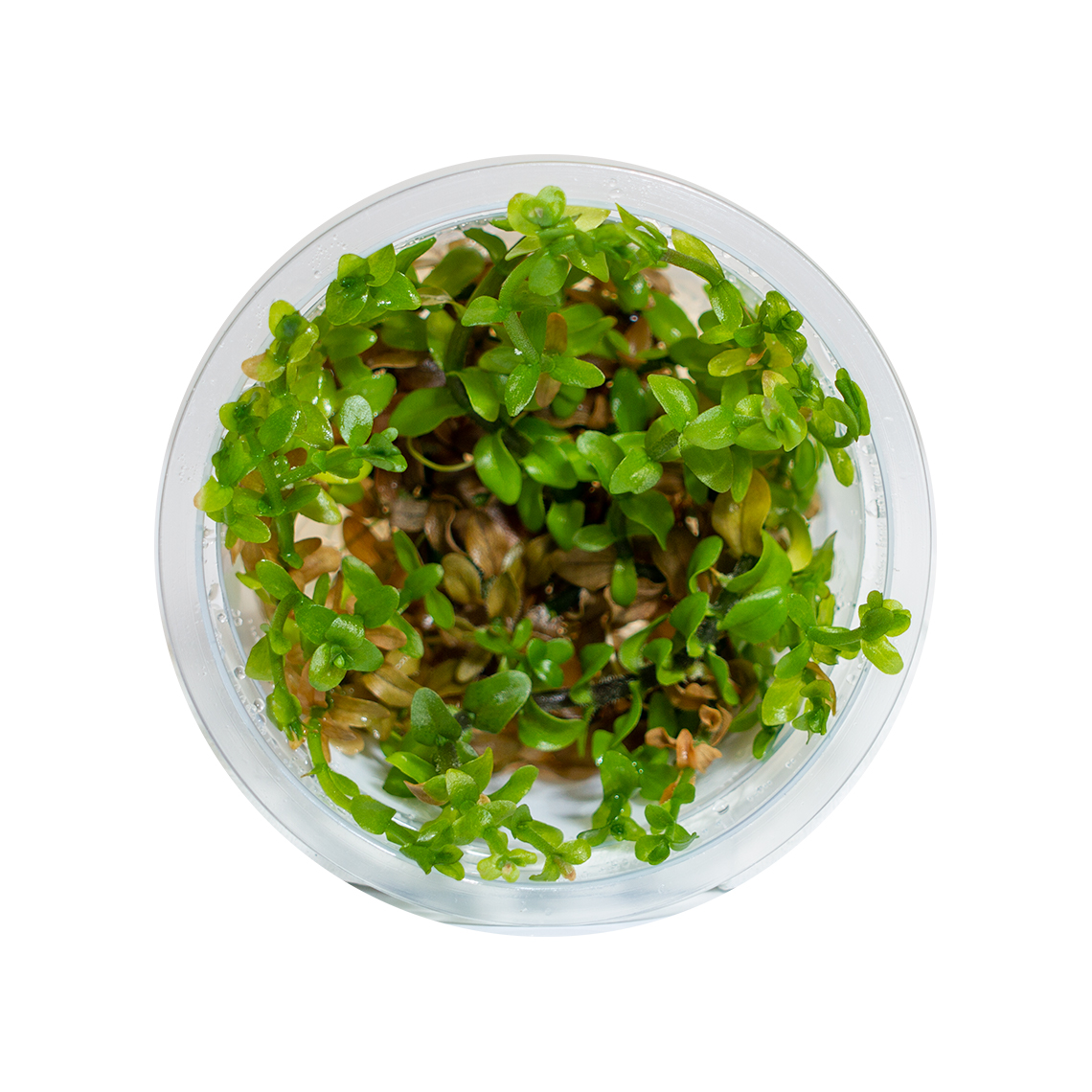 bacopa caroliniana aquarium plant shown in a transferable container, getting ready for planted aquarium placement