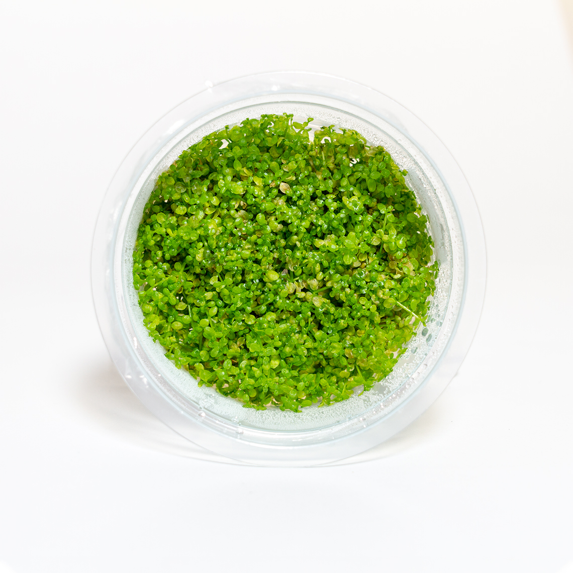 Hemianthus Callitrichoides Cuba tissue culture plant for foreground aquarium layouts