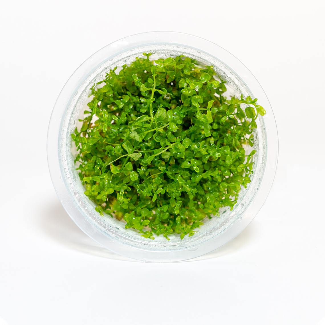 Buy Hemianthus micranthemoides pearl weed for planted aquariums foreground layout