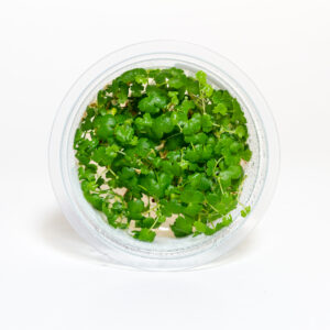 AquaZen Hydrocotyle tripartita Japan aquatic plant in shipping container with bright green compact leaf growth