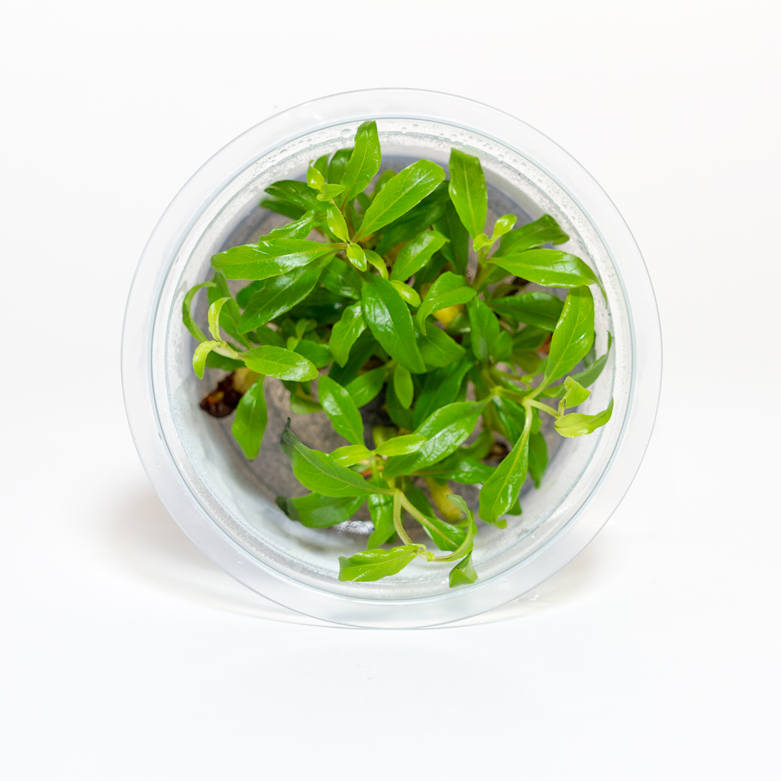 Hygrophila corymbosa 'Siamensis'