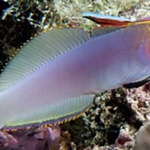 Helfrichs Firefish; Mar. - Nemateleotris helfrichi