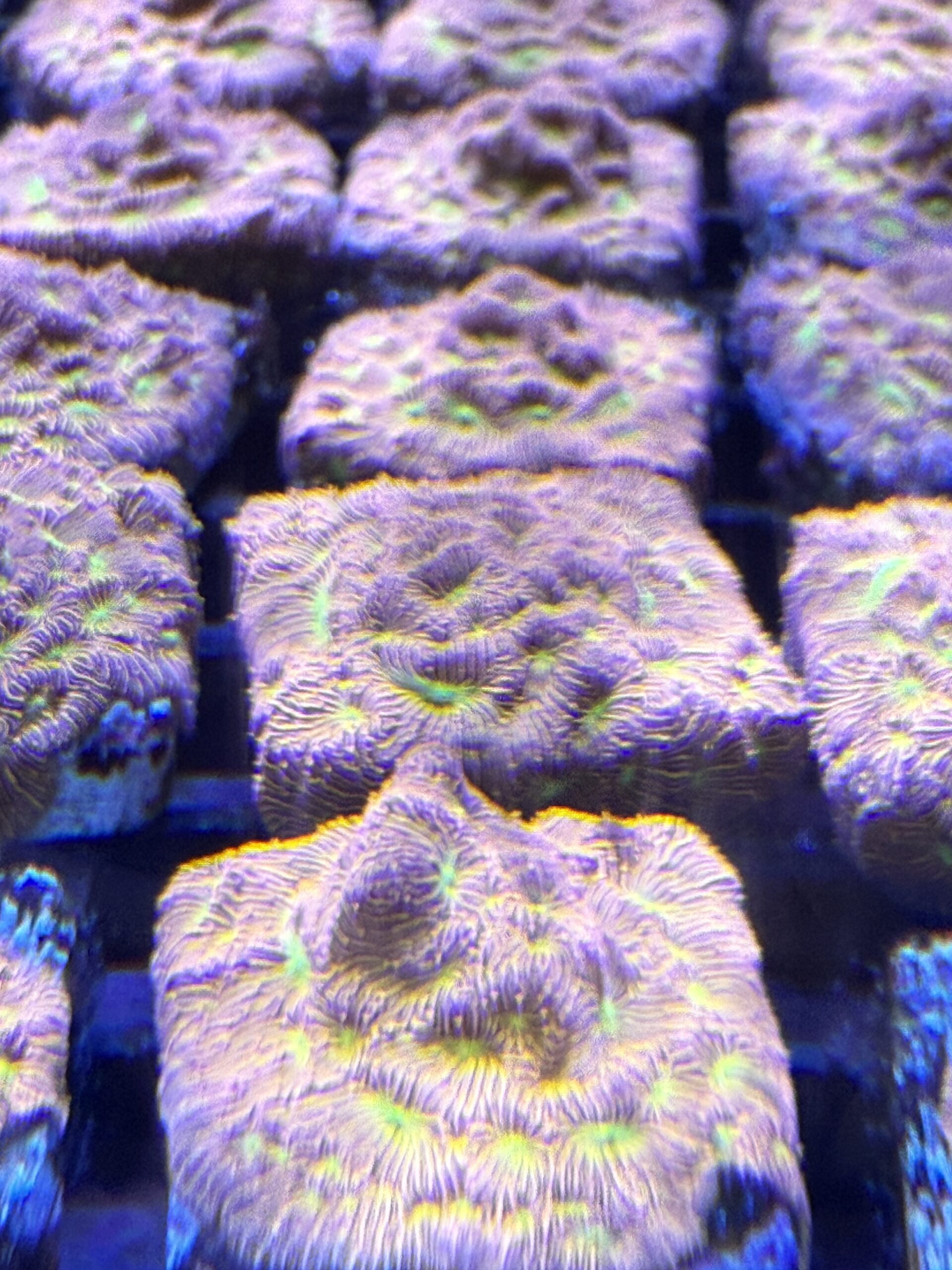 Jack-o-Lantern Leptoseris Coral