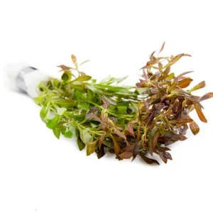 Ludwigia arcuata