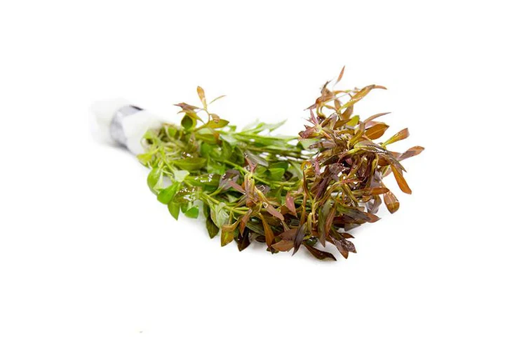 Ludwigia arcuata