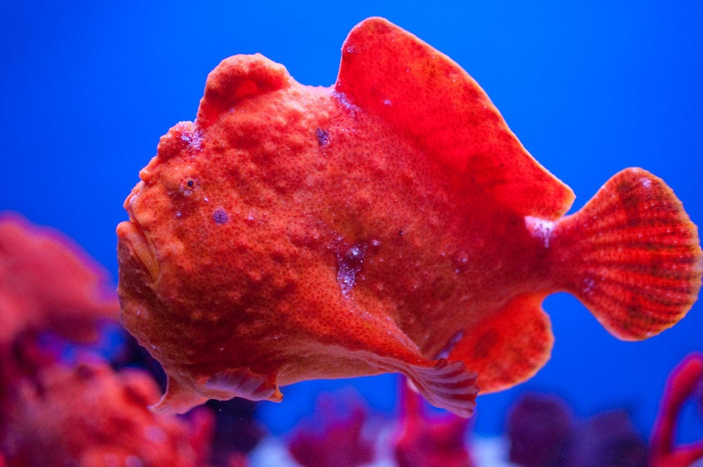 Red Anglerfish in tank surroundings.