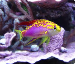 Anthias: Ventralis; Male