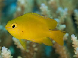 Lemon Damsel - Abudefduf aureous