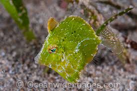 File: Pygmy Green; Japan