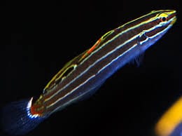 Goby: Hectors