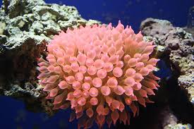 Bubble Anem; Rose - Entacmaea quadricolor