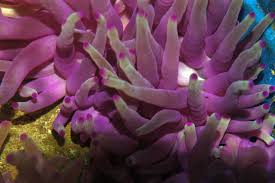 Condylactis Anemone; Purple; Atl. - Condylactis gigantea