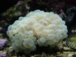 Bubble Coral; Australia - Plerogyra sinuosa