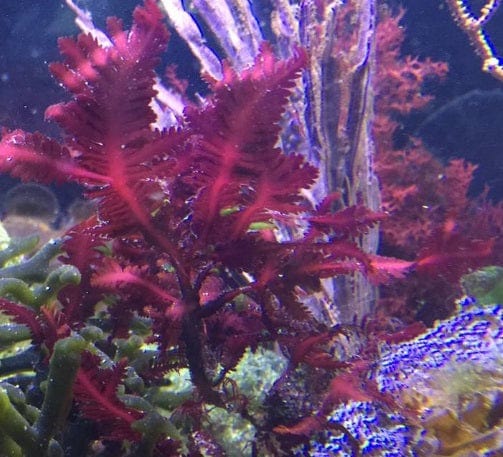 Plant: Assorted on Rock; Red