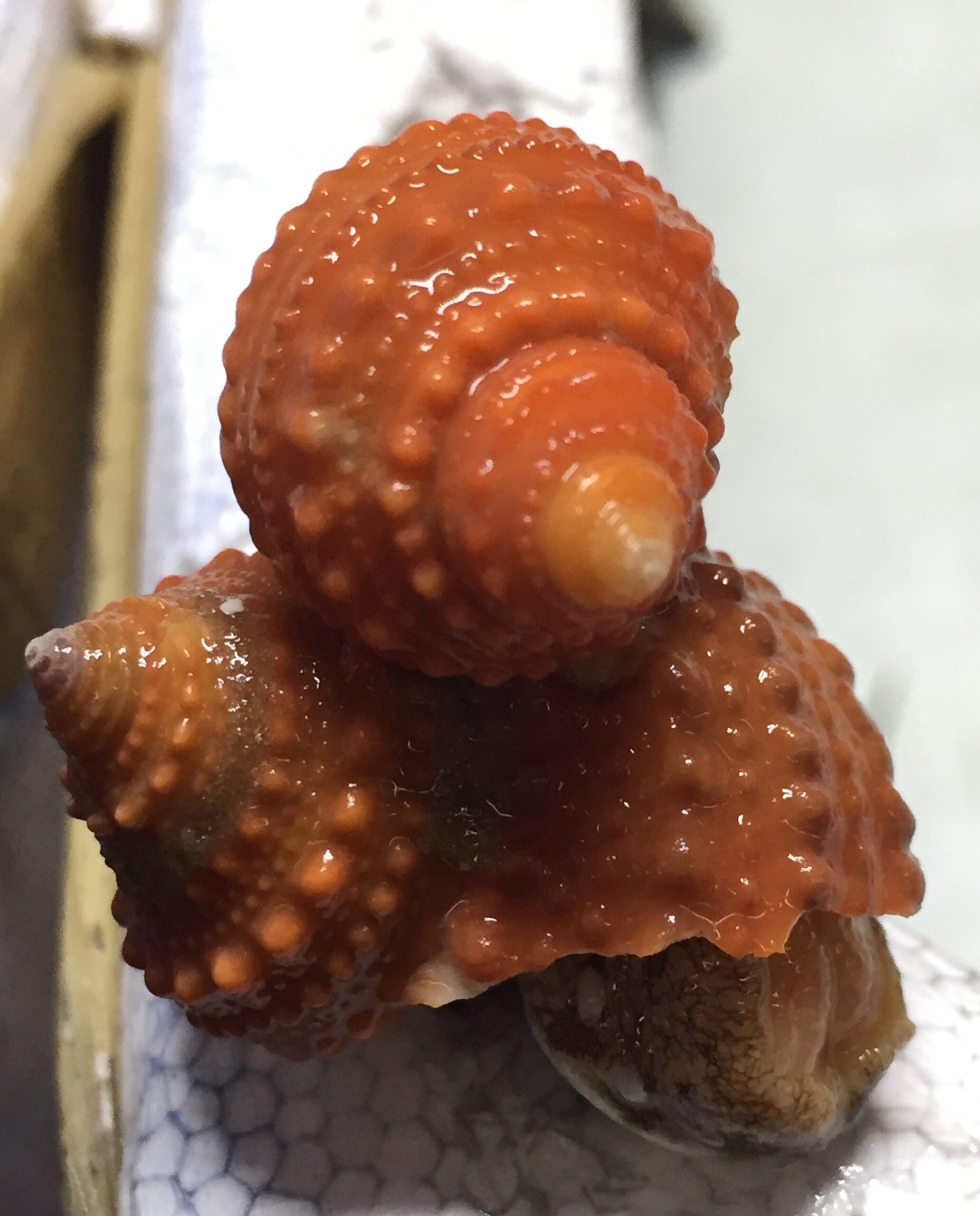 Cat Eye Snail; Orange - Turbo castanea