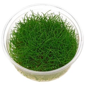 Eleocharis pusilla freshwater plant in container for planted aquarium use