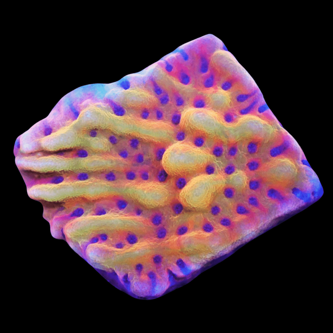 SDC Afterburner Montipora; Cultured - Montipora sp
