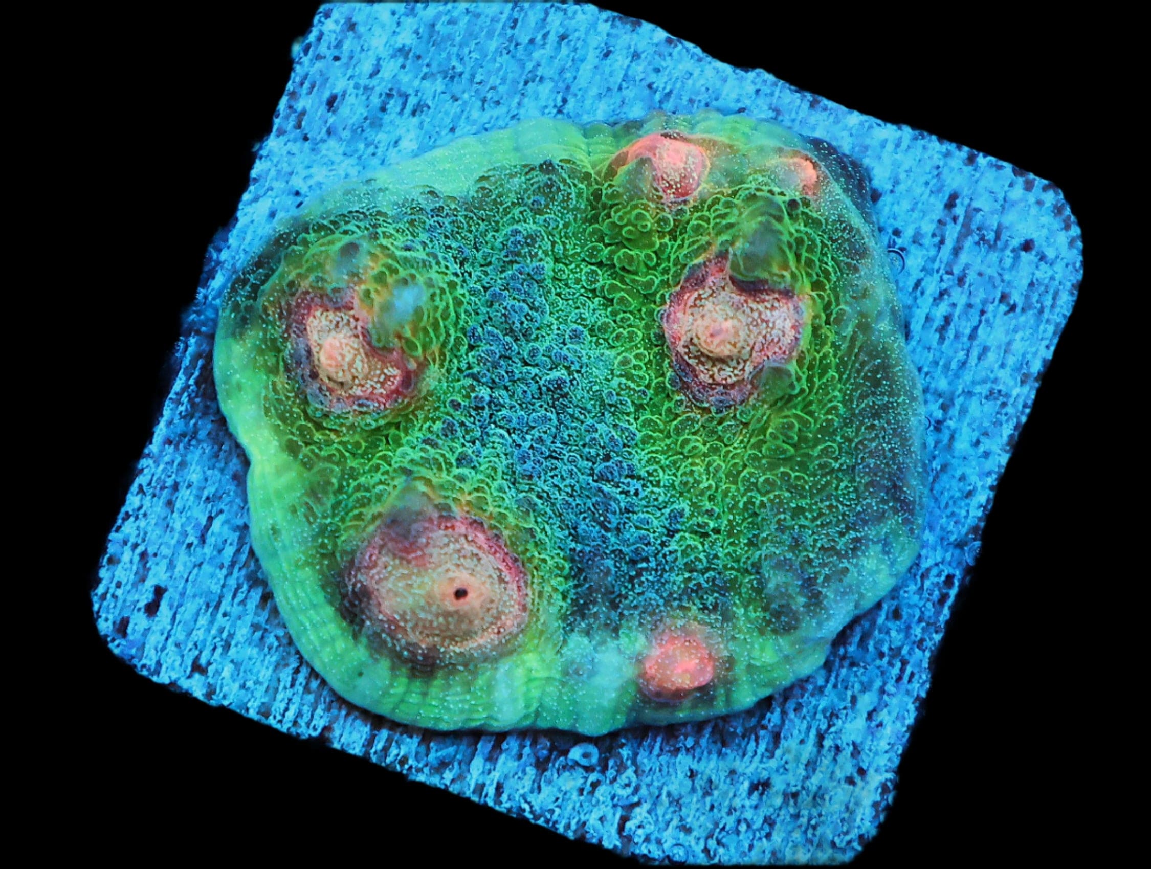 Big R Weirdo Chalice; Cultured - Echinophyllia sp