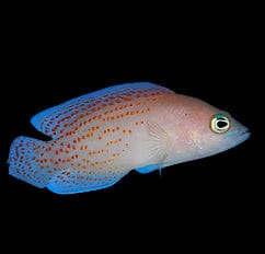 Pseudo: Red Spotted; Male
