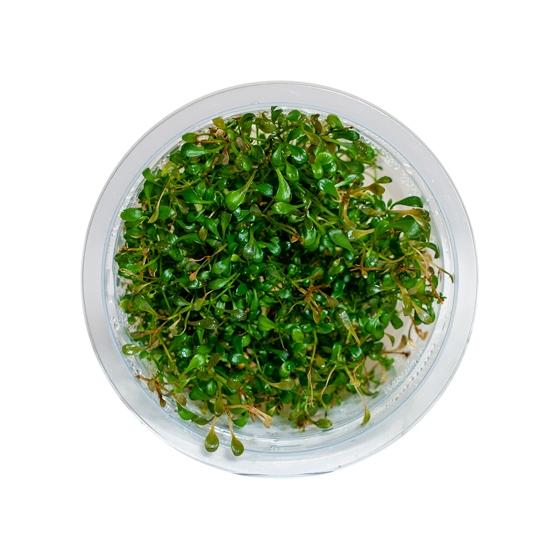 Glossostigma Elatinoides