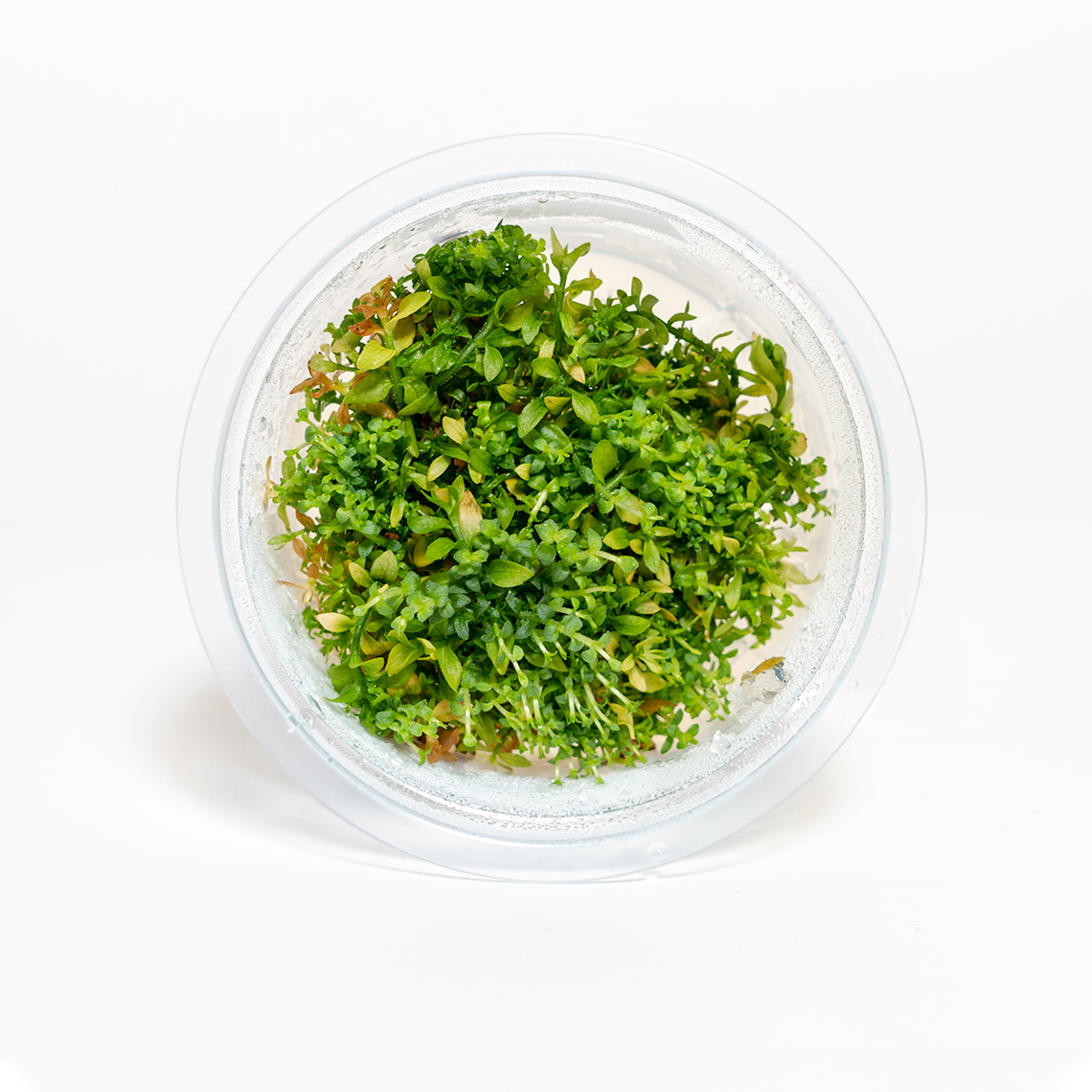 gratiola viscidula aquarium plant in container with thorn-like leaves and compact midground growth