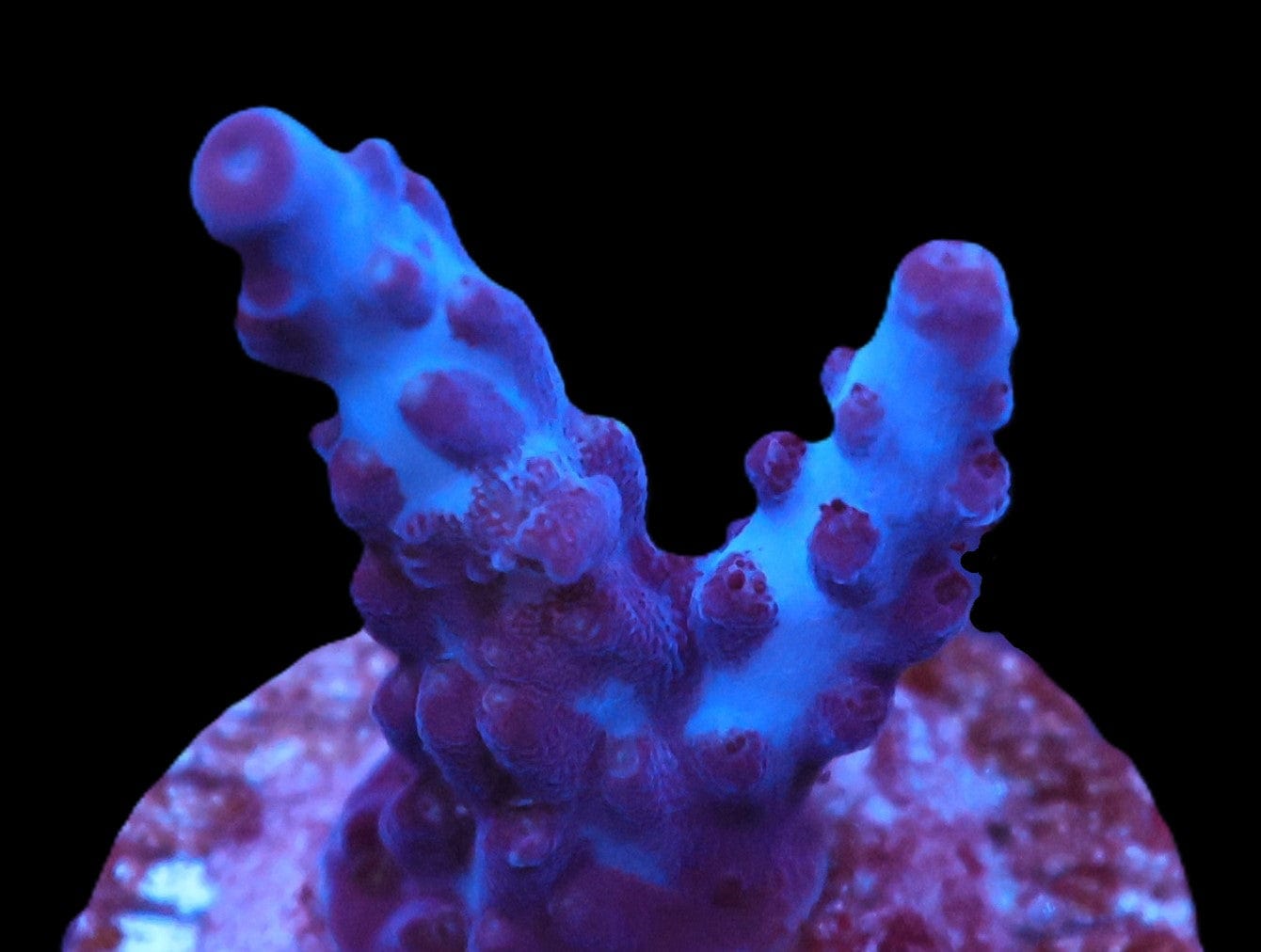 DCR Indo Queen Acro Cultured - Acropora sp