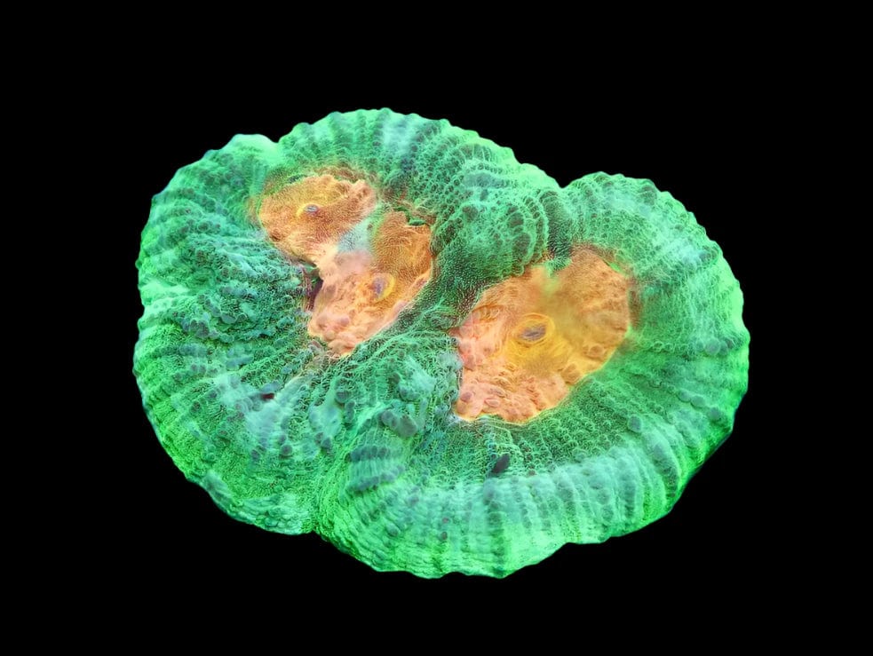 SDC Irish Spring Favia: Cultured - Favia sp