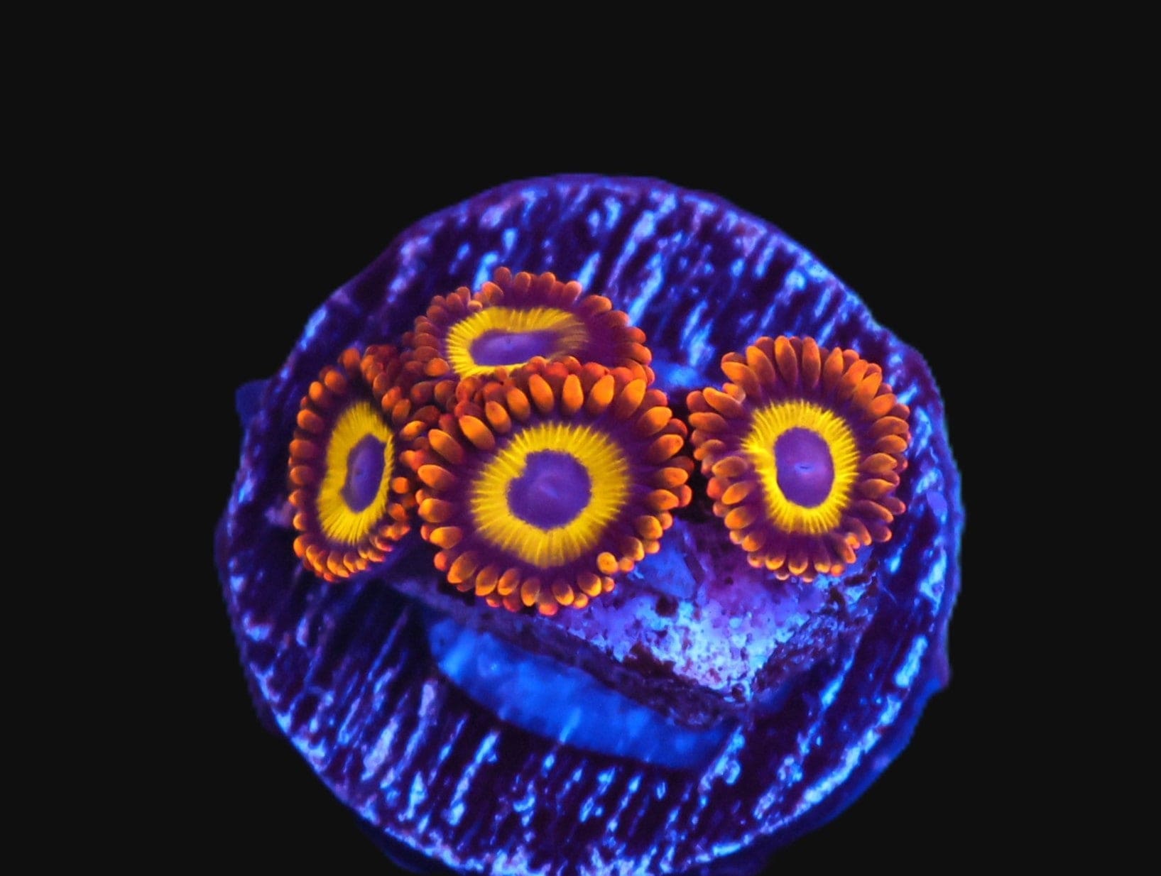 TSA Fruit Loops Zoa; Cultured - Zoanthid sp
