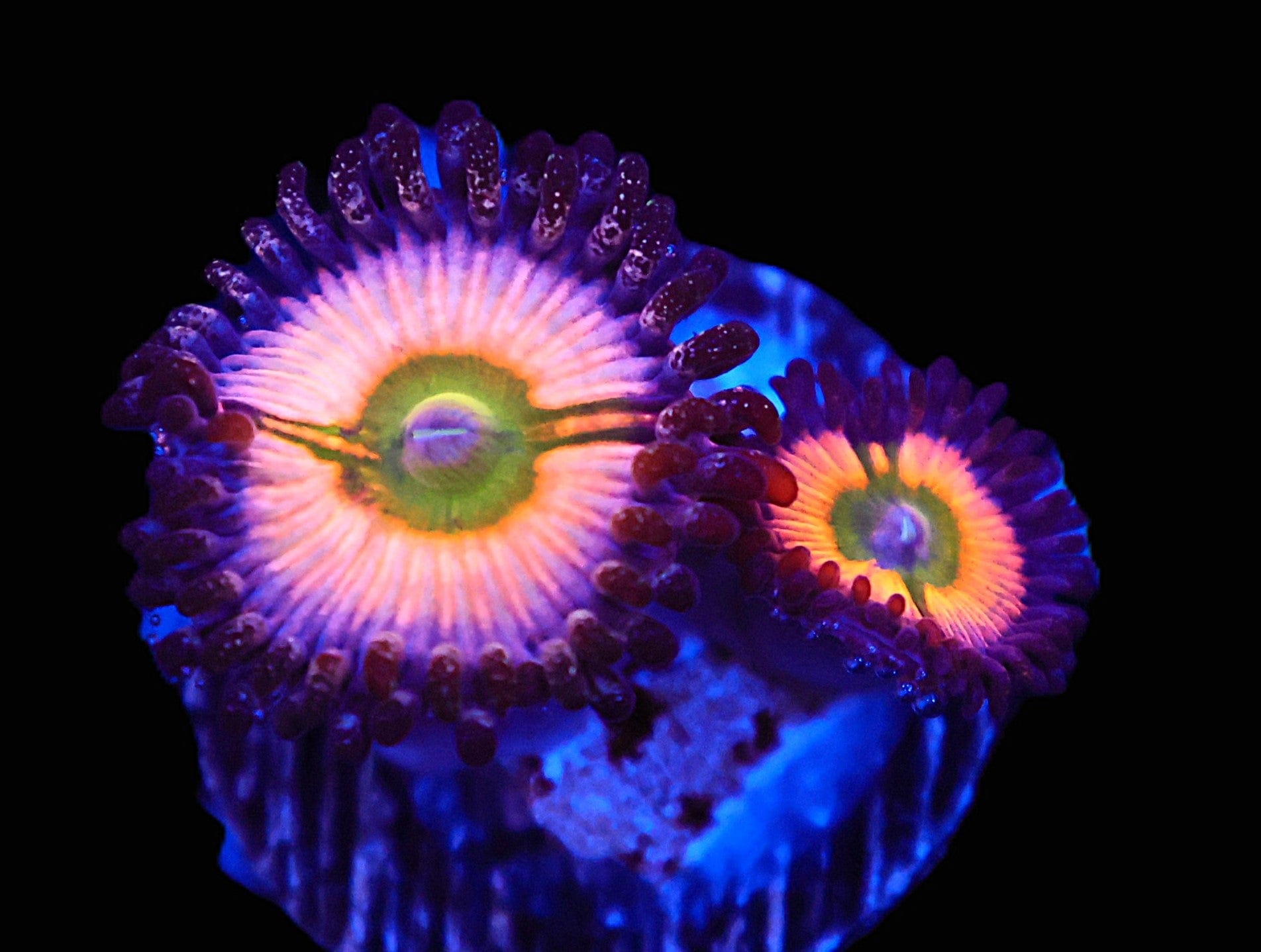 TSA Zoa: Rainbow Infusion