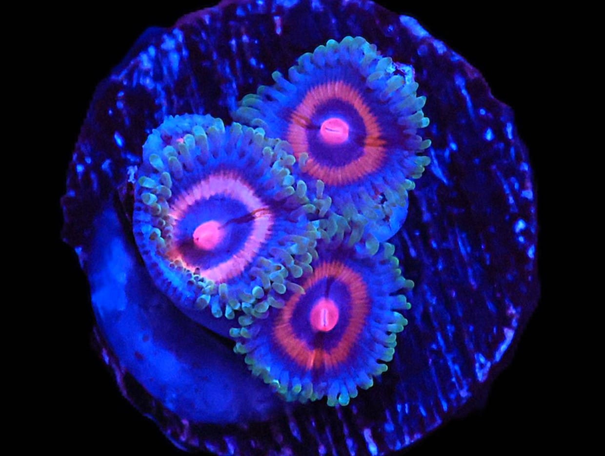 TSA Zoa: Supergirls Cult