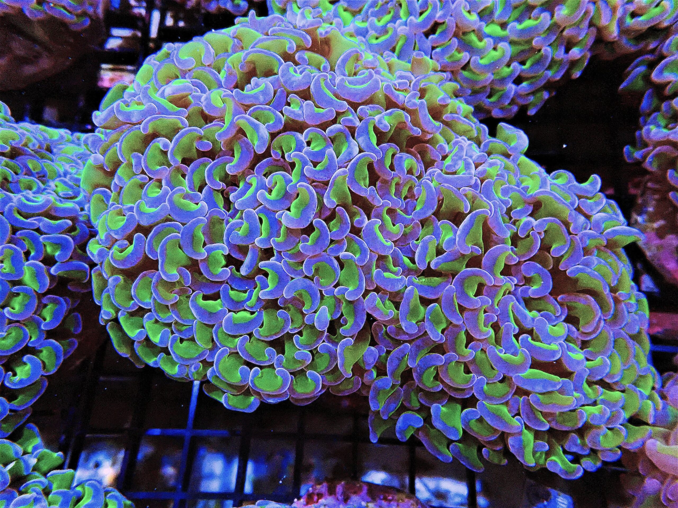 Hammer Coral; Wall Neon Green with Purple Tips; Australia - Euphyllia ancora