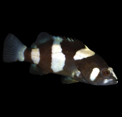 Grouper: Lanceolatus; C.B.