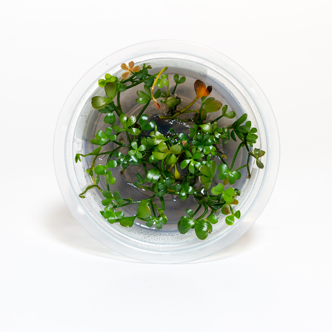 Myriophyllum guyana Mini in container with compact green leaves for freshwater planted aquariums