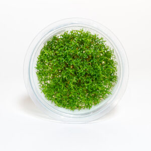 Micranthemum sp. 'Montecarlo' live aquarium plant in shipping container for freshwater foreground carpeting