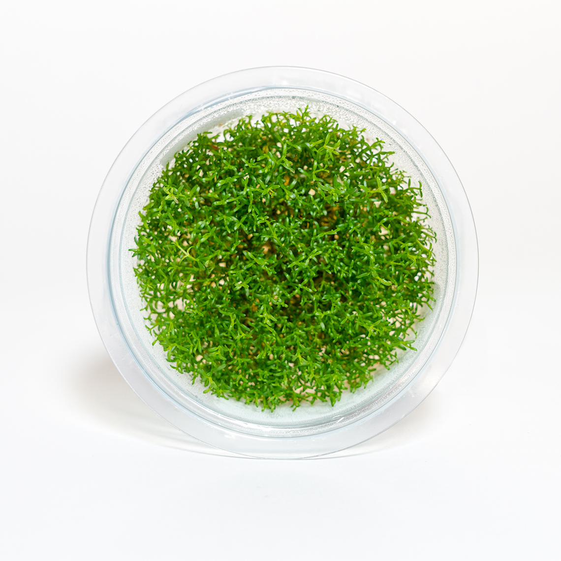 Micranthemum sp. 'Montecarlo' live aquarium plant in shipping container for freshwater foreground carpeting