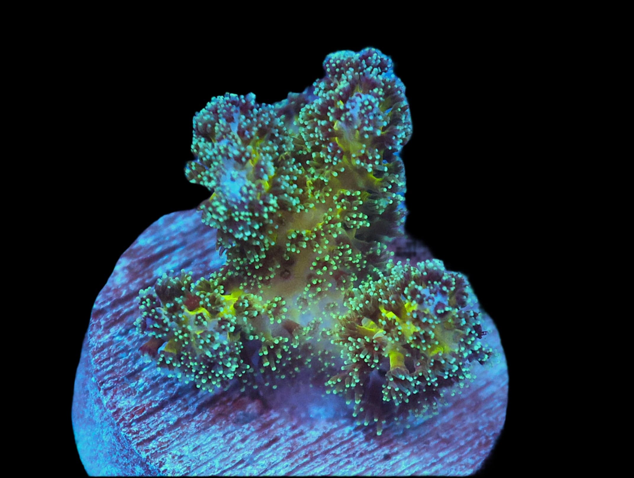 SDC Pickle Juice Pocillopora; Cultured - Pocillopora sp